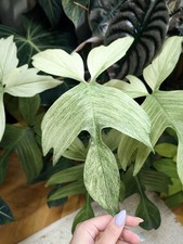 Philodendron florida ghost - philodendron,