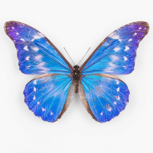 Morpho rhetenor hightoni - hightoni, ♂
