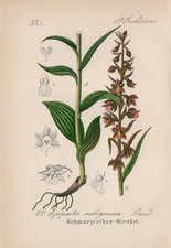 Schwarzroter-Stendel