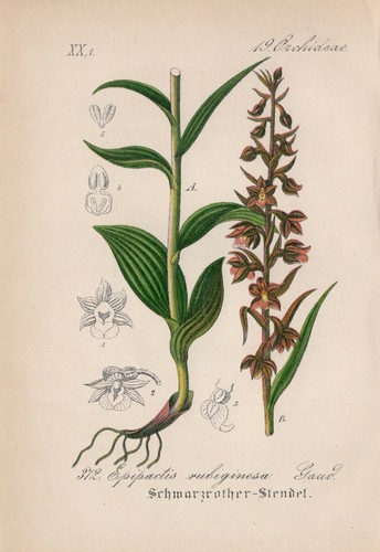 Schwarzroter-Stendel