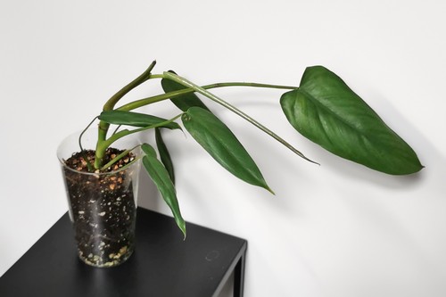 Philodendron tripartitum - philodendron,