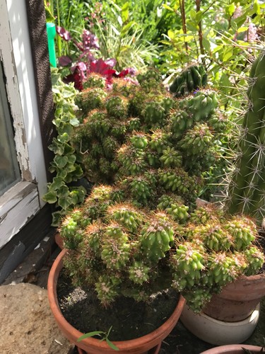 Cereus peruvianus monstr - .,