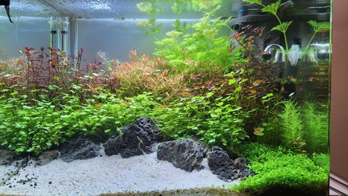 Scapers tank aquarium mit - 55,