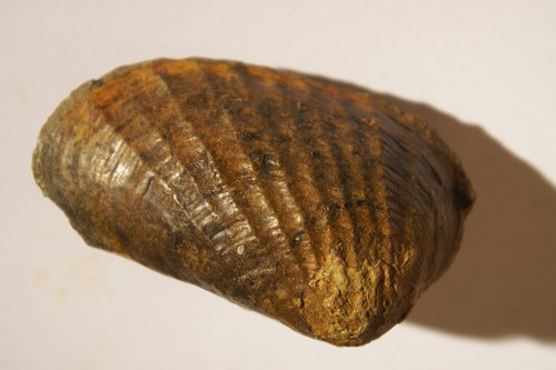 Pholydomya muschel positiv und - muschel,