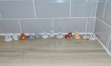 12 Pfund Welpen Katzen