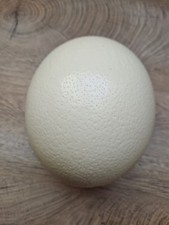 Großes Deko- Straußenei Eier