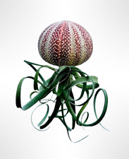 Wunderschöne Quallen mit