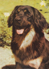 HOVAWART       * Postkarte  *  Postcard  #22