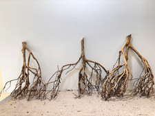 Tea Branch Talawa XXL