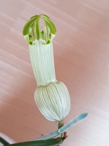 Ableger🌷Ceropegia