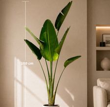 Xxl strelitzia augusta 180cm - xxl,