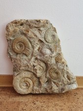 Ammonitenplatte Perisphinctes