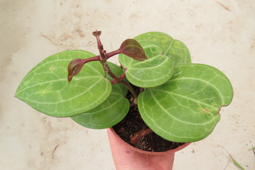 Hoya wachsblume sarawak creme - wachsblume,