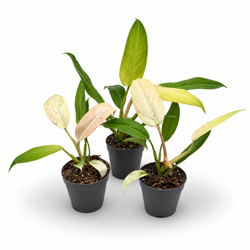 Philodendron whipple way - whipple,
