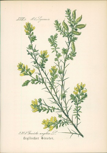 Chromolithographie - ,