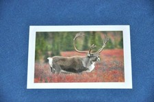 REWE ABENTEUER TIERWELT