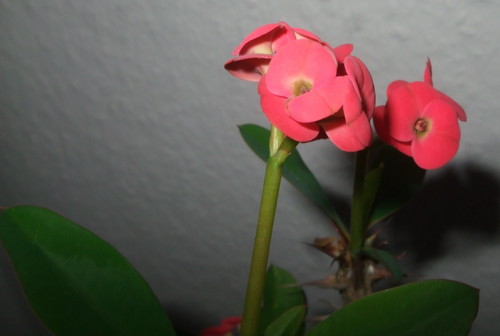 Euphorbia milii vulcanus bf - milii, vulcanus®