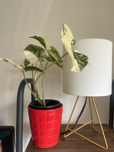 Syngonium albo - syngonium,
