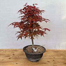 Bonsai Acer Palmatum Deshojo Ahorn Fächerahorn Nr. 4854 Laub abwerfend beliebt