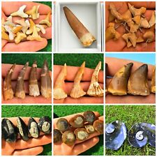 Fossile Zähne Hai Mosasaurier Spinosaurus Dino Onchosaurus Orthoceras Ammonit UK