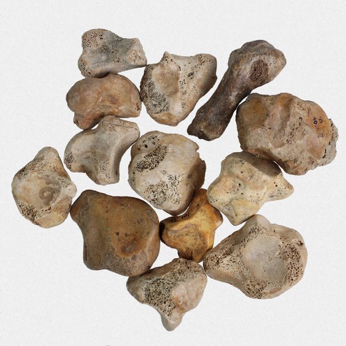 13x knochen spelaeus hand - u.,