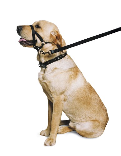 Hunde trainingshalfter medium - hunde-trainingshalfter,