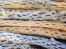 Vuka Holz 55 - 60 cm Cholla Wood Deko Holz Aquarium Garnelen Höhle Terrarium