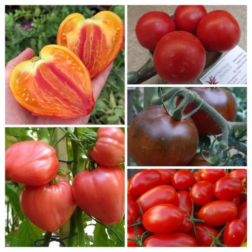 Russische tomaten - russische,