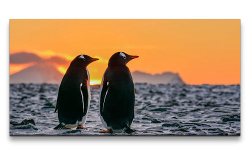120x60cm leinwandbild pinguine - leinwandbild,