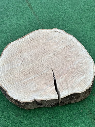 Baumscheibe esche 41cm - esche,
