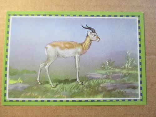 Bild chlorodont zentral - 1.bild, chlorodont.zentral