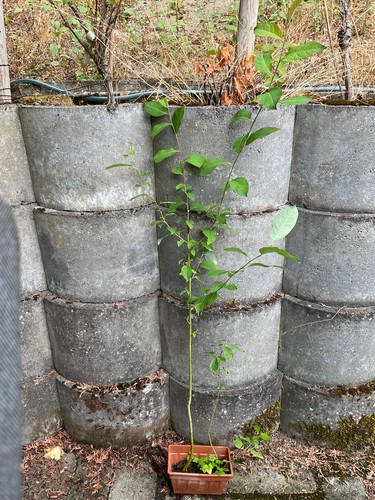 Salix caprea salweide - caprea,