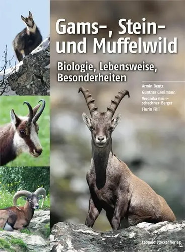Gams stein und muffelwild - muffelwild, |