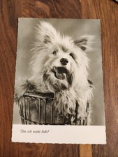 Alte sw Hundepostkarte ? MALTESER? WESTIE? ? AK HUND AMAG