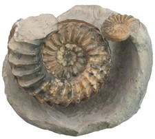 Lias  2x Pleuroceras spinatum