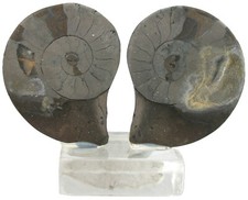 Lias Standstück mit