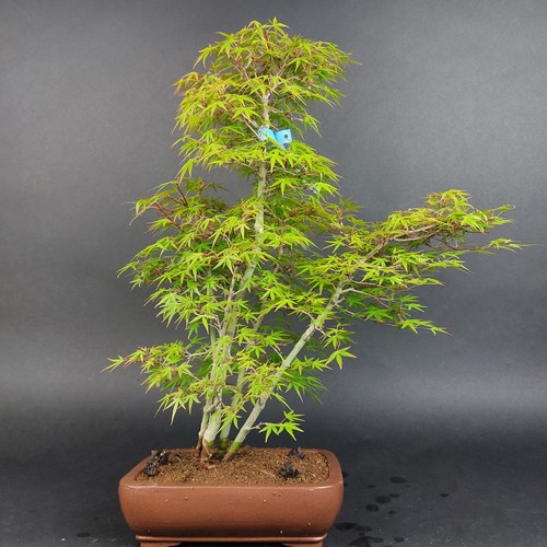 Bonsai fächerahorn acer - -, fächerahorn,