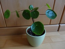 Schön gewachsene mehrjährige