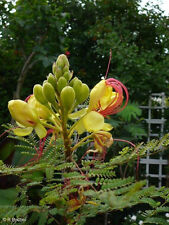 SAMEN Caesalpinia gilliesii - Paradiesvogelbusch - exotisch schöner Zierstrauch