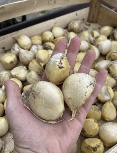 Elefantenknoblauch
