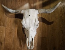 Schöner Kuh Schädel, Rinder