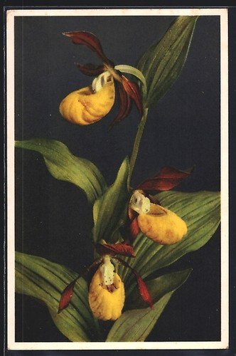 Frauenschuh cypripedium - frauenschuh,,