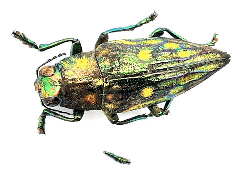 Buprestidae chrysodema sp - buprestidae,,