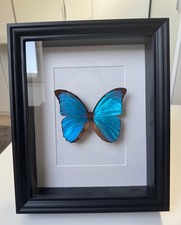 Echter Morpho Schmetterling Im