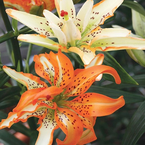 Lilien blumenzwiebeln zwiebeln - blumenzwiebeln,