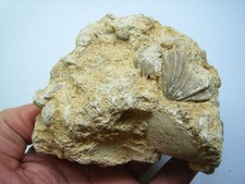 Fossile Muscheln im Muschelkalk aus dem Mainzer Becken