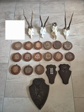 Rehbock Gehörn Rehgeweih