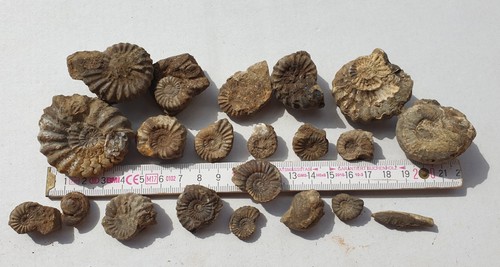 Unpräparierte fossilien - unpräparierte,