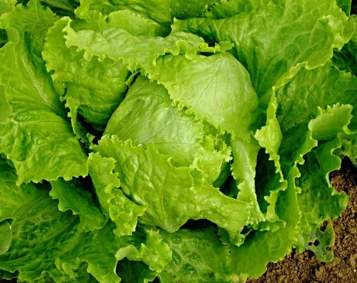 Batavia salat blonde de - salat, "blonde