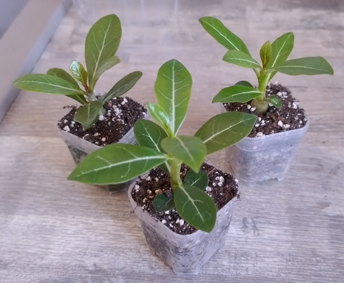 Adenium obesum - x,